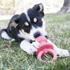 KONG Jouet Puppy Binkie pour Chien