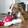 KONG Balle avec corde pour Chien