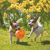 KONG Jouet Jumbler Ball pour Chien