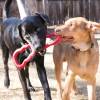 KONG Jouet Tug Toy pour Chien