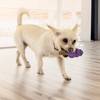 Jouet KONG Senior pour Chien