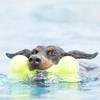 KONG Jouet AirDog Bone pour Chien