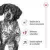 ROYAL CANIN Croquettes Medium Adult 7+ pour Chien