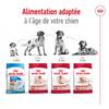 ROYAL CANIN Croquettes Medium Adult 7+ pour Chien