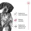 ROYAL CANIN Croquettes Medium Ageing 10+ pour Chien
