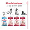 ROYAL CANIN Croquettes Medium Ageing 10+ pour Chien