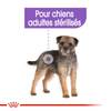 ROYAL CANIN Mini adult stérilised pour Chien