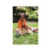 Système anti-fugue PetSafe pour chien