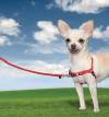 Harnais Easy Walk pour Chien