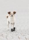 Chaussures Walker Active en nylon de protection pour chien