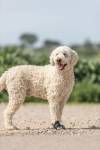 Chaussures Walker Active en nylon de protection pour chien