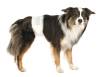 Couche pour chien incontinent