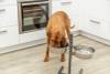 Support gamelle double L pour chien