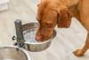 Support gamelle double L pour chien