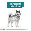 ROYAL CANIN Croquettes Maxi Joint Care pour Chien