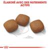 ROYAL CANIN Croquettes Maxi Joint Care pour Chien