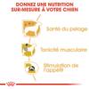 ROYAL CANIN Sachet fraîcheur Caniche 12 x 85 g