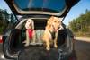 Protection de coffre voiture pour chien