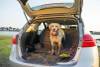 Protection de coffre voiture pour chien