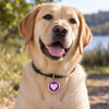 Médaille gravure profonde garantie motif cœur violet pour Chien et Chat