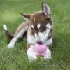 KONG Easy Treat Puppy poulet - Pâte pour jouets KONG chien