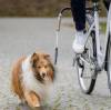 Springer vélo Friends pour chien