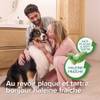 Spray dentifrice chien et chat - flacon 150 ml Beaphar