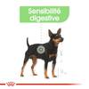 ROYAL CANIN Croquettes Mini Digestive Care adulte pour Chien