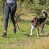 Ceinture ventrale canicross avec laisse taille M-L pour chien