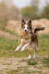 Corde pieuvre Denta Fun 44 cm pour chiot