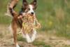 Corde pieuvre Denta Fun 44 cm pour chiot