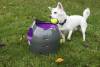 Lanceur automatique de balles PetSafe pour chiot