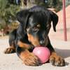 KONG Puppy Ball avec trou pour Chien