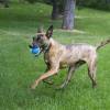 KONG Balle SqueakAir Ultra Balls pour Chien