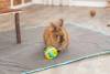 Balle de jeu et snack pour lapin