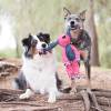 KONG Jouet Floppy Knots Bunny pour Chien