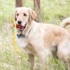KONG Jouet Classic avec corde pour Chien