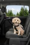 Harnais de voiture pour chien