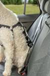 Harnais voiture pour chien