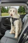 Harnais voiture pour chien