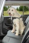 Harnais voiture pour chien