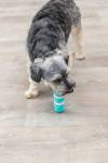 Os Denta Fun Mintfresh Plus pour chien