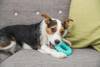 Jouet anneau Denta Fun Mintfresh pour chien