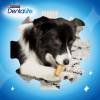 PRO PLAN Dentalife bâtonnets à mâcher pour chien extra mini 21 bâtonnets
