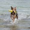Jouet d'eau Mot aqua pour chien
