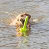 Jouet d'eau Mot aqua pour chien