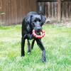 KONG Jouet Ring pour Chien