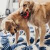 KONG Jouet Ring pour Chien