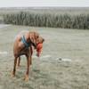 Collier Convenience bleu pour chien Hunter