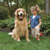 Clôture anti-fugue avec fil standard pour chien PetSafe